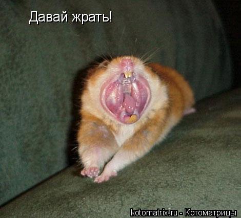 Давай жрать!... Котоматрица: Давай жрать!