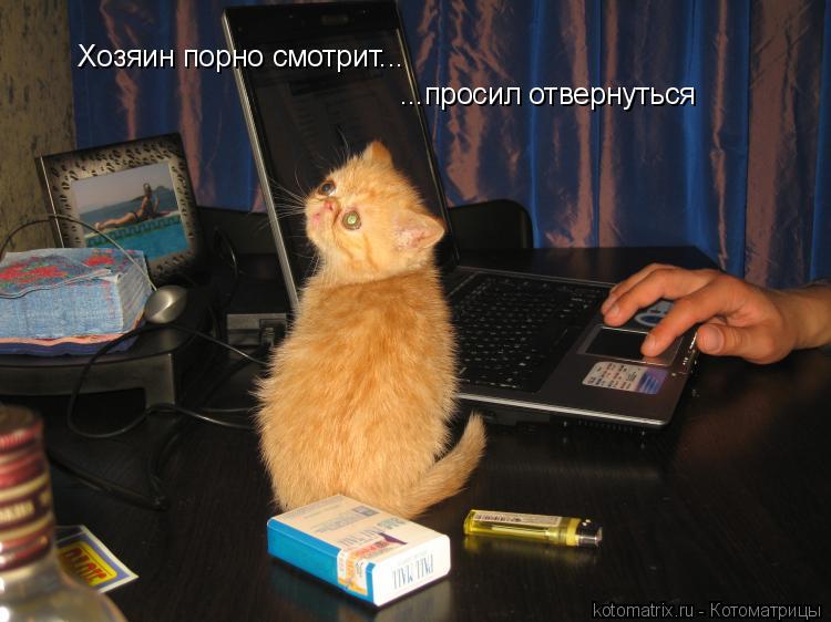 Котоматрица: Хозяин порно смотрит... ...просил отвернуться
