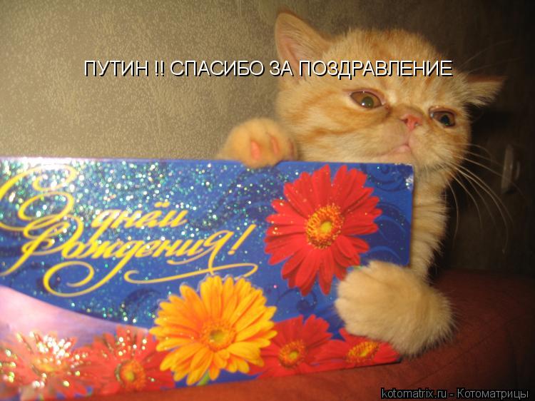 ПУТИН !! СПАСИБО ЗА ПОЗДРАВЛЕНИЕ... Котоматрица: ПУТИН !! СПАСИБО ЗА ПОЗДРАВЛЕНИЕ
