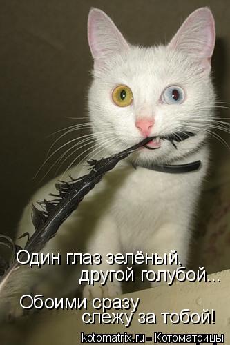 Один глаз зелёный, другой голубой... Обоими сразу слежу за тобой!... Котоматрица: Один глаз зелёный, другой голубой... Обоими сразу слежу за тобой!