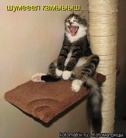 шумееел камыыыш...... Котоматрица: шумееел камыыыш...