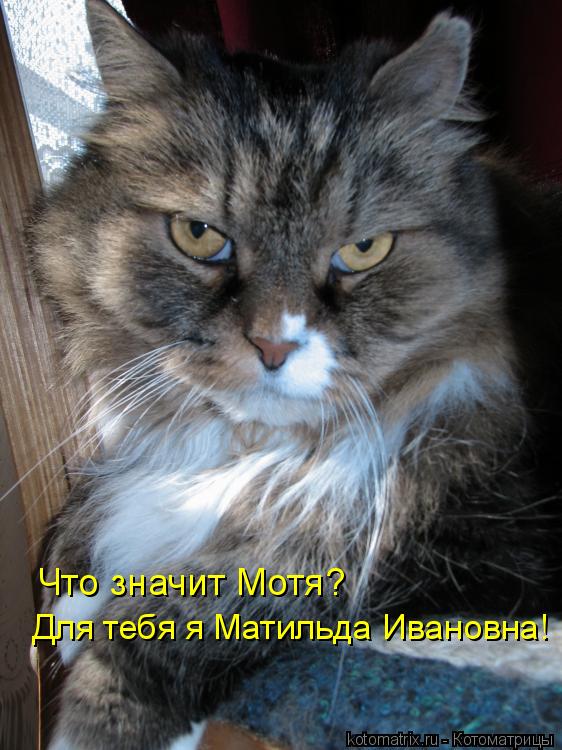 Что значит Мотя? Для тебя я Матильда Ивановна!... Котоматрица: Что значит Мотя? Для тебя я Матильда Ивановна!