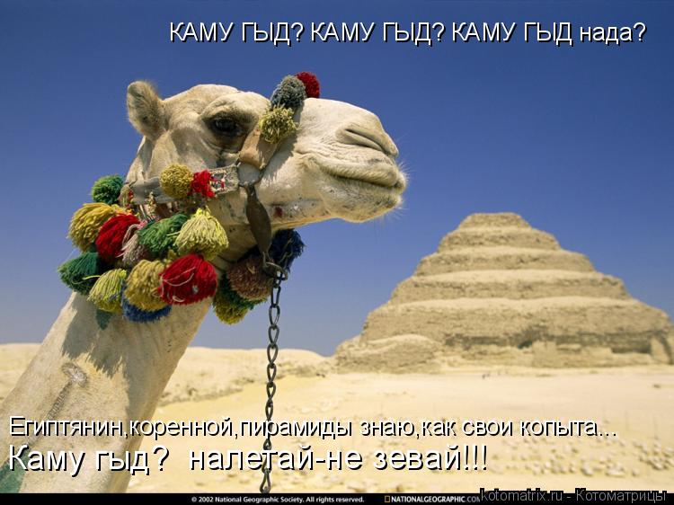 КАМУ ГЫД? КАМУ ГЫД? КАМУ ГЫД нада? Египтянин,коренной,пирамиды знаю,как свои копыта... Каму гыд? на... Котоматрица: КАМУ ГЫД? КАМУ ГЫД? КАМУ ГЫД нада? Египтянин,коренной,пирамиды знаю,как свои копыта... Каму гыд? налетай-не зевай!!!