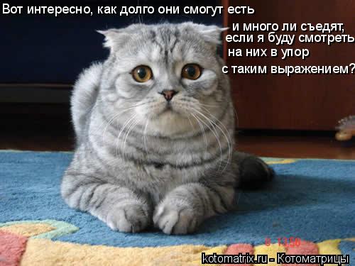 Вот интересно, как долго они смогут есть и много ли съедят, если я буду смотреть на них в упор с таки... Котоматрица: Вот интересно, как долго они смогут есть и много ли съедят, если я буду смотреть на них в упор с таким выражением?