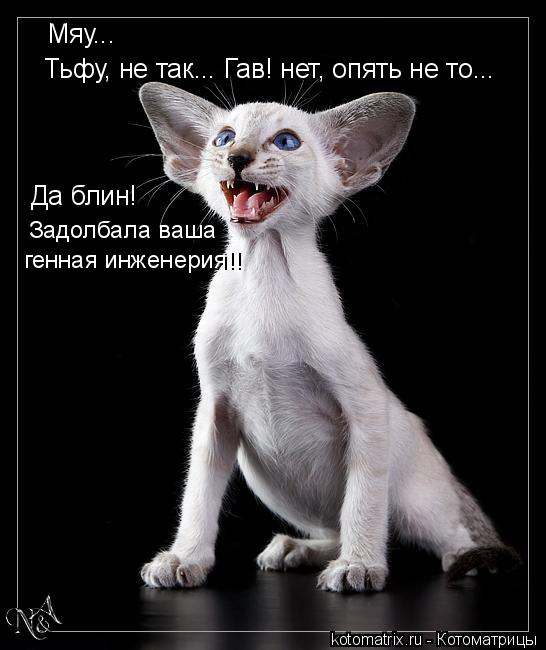 Мяу... Тьфу, не так... Гав! нет, опять не то... Да блин! Задолбала ваша генная инженерия!!... Котоматрица: Мяу... Тьфу, не так... Гав! нет, опять не то... Да блин! Задолбала ваша генная инженерия!!