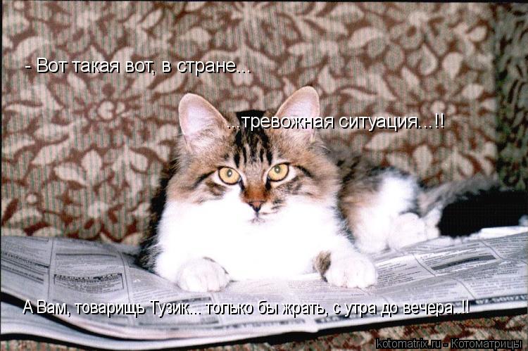 - Вот такая вот, в стране... ...тревожная ситуация...!! А Вам, товарищь Тузик... только бы жрать, с у... Котоматрица: - Вот такая вот, в стране... ...тревожная ситуация...!! А Вам, товарищь Тузик... только бы жрать, с утра до вечера..!!