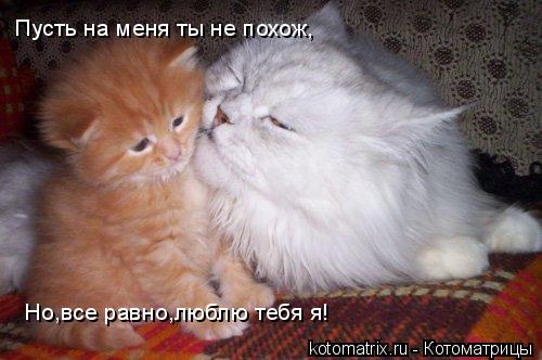 Пусть на меня ты не похож, Но,все равно,люблю тебя я!... Котоматрица: Пусть на меня ты не похож, Но,все равно,люблю тебя я!