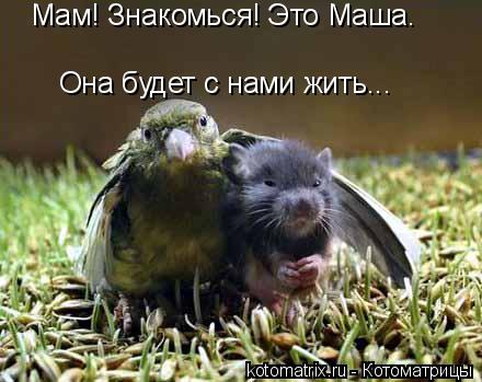Мам! Знакомься! Это Маша. Она будет с нами жить...... Котоматрица: Мам! Знакомься! Это Маша. Она будет с нами жить...