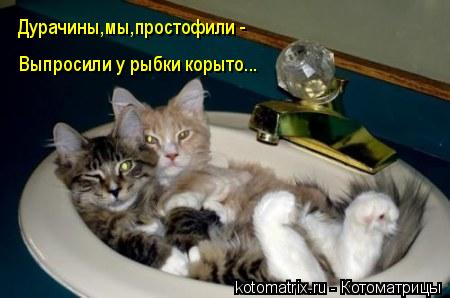Дурачины,мы,простофили - Выпросили у рыбки корыто...... Котоматрица: Дурачины,мы,простофили - Выпросили у рыбки корыто...