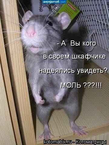 - А Вы кого в своем шкафчике надеялись увидеть? МОЛЬ ???!!!... Котоматрица: - А Вы кого в своем шкафчике надеялись увидеть? МОЛЬ ???!!!