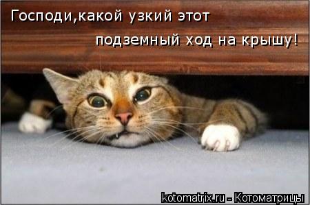 Котоматрица: Господи,какой узкий этот подземный ход на крышу!