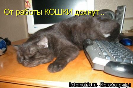 От работы КОШКИ дохнут...... Котоматрица: От работы КОШКИ дохнут...