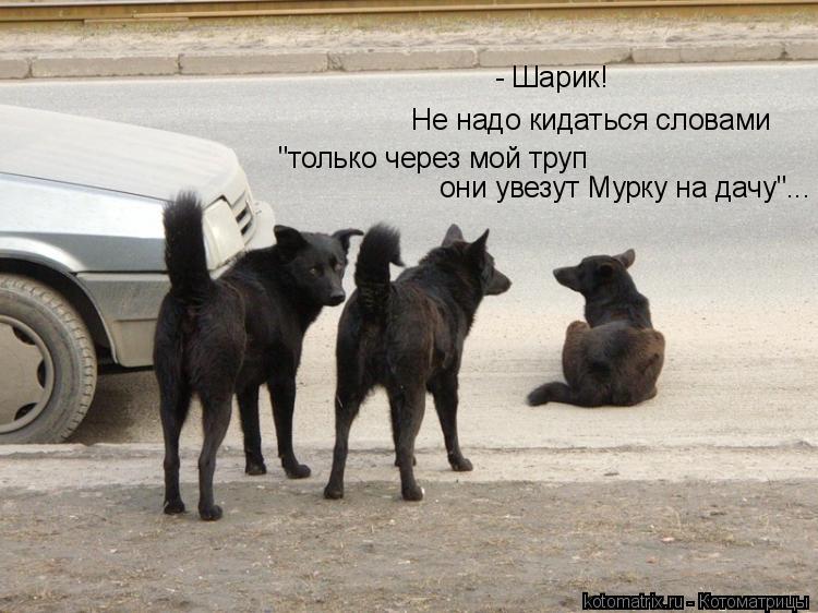 - Шарик! Не надо кидаться словами "только через мой труп они увезут Мурку на дачу"...... Котоматрица: - Шарик! Не надо кидаться словами "только через мой труп они увезут Мурку на дачу"...