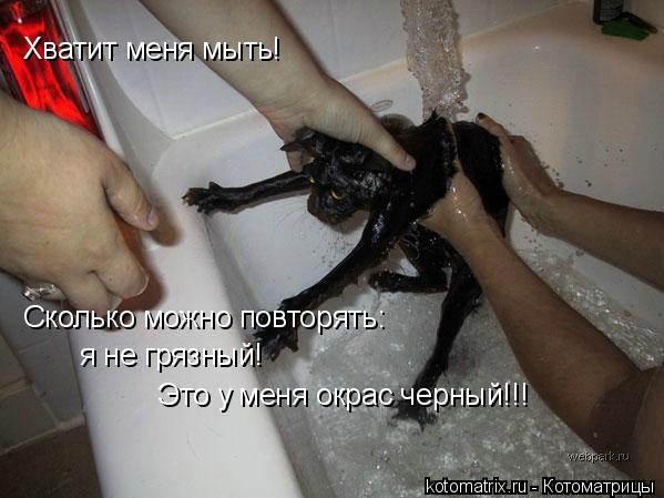 Хватит меня мыть! Сколько можно повторять: я не грязный! Это у меня окрас черный!!!... Котоматрица: Хватит меня мыть! Сколько можно повторять: я не грязный! Это у меня окрас черный!!!