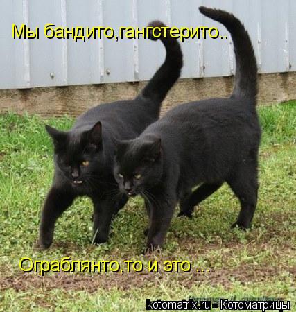 Мы бандито,гангстерито.. Ограблянто,то и это ...... Котоматрица: Мы бандито,гангстерито.. Ограблянто,то и это ...