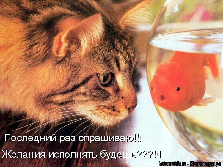 Последний раз спрашиваю!!! Желания исполнять будешь???!!!... Котоматрица: Последний раз спрашиваю!!! Желания исполнять будешь???!!!