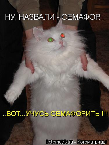 НУ, НАЗВАЛИ - СЕМАФОР... ..ВОТ...УЧУСЬ СЕМАФОРИТЬ !!!... Котоматрица: НУ, НАЗВАЛИ - СЕМАФОР... ..ВОТ...УЧУСЬ СЕМАФОРИТЬ !!!