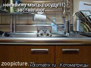 Котоматрица: ненавижу мыть посуду!!! заставляют