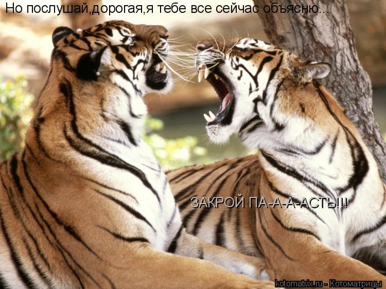 Но послушай,дорогая,я тебе все сейчас объясню... ЗАКРОЙ ПА-А-А-АСТЬ!!!... Котоматрица: Но послушай,дорогая,я тебе все сейчас объясню... ЗАКРОЙ ПА-А-А-АСТЬ!!!