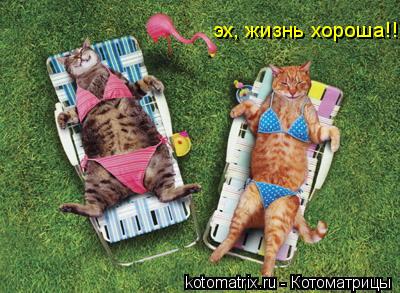 эх, жизнь хороша!!!... Котоматрица: эх, жизнь хороша!!!