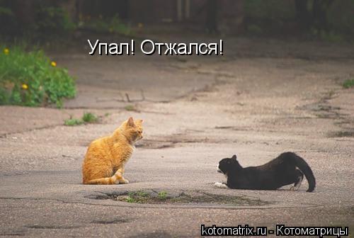 Упал! Отжался!... Котоматрица: Упал! Отжался!