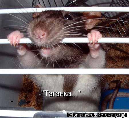 -"Таганка..." -... Котоматрица: -"Таганка..." -