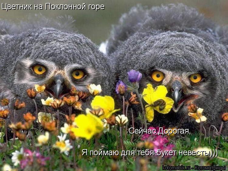 Цветник на Поклонной горе Сейчас,Дорогая, Я поймаю для тебя-букет невесты)))... Котоматрица: Цветник на Поклонной горе Сейчас,Дорогая, Я поймаю для тебя-букет невесты)))