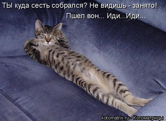 ТЫ куда сесть собрался? Не видишь - занято! Пшел вон... Иди...Иди...... Котоматрица: ТЫ куда сесть собрался? Не видишь - занято! Пшел вон... Иди...Иди...