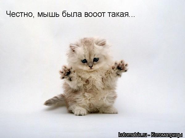 Честно, мышь была вооот такая...... Котоматрица: Честно, мышь была вооот такая...