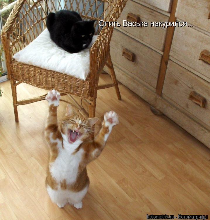 Опять Васька накурился...... Котоматрица: Опять Васька накурился...
