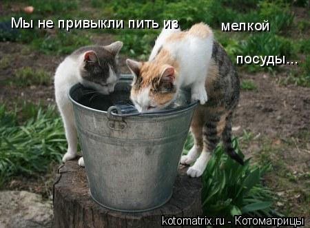 Мы не привыкли пить из мелкой посуды...... Котоматрица: Мы не привыкли пить из мелкой посуды...