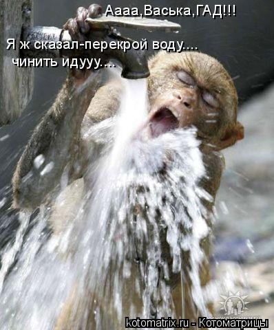 Аааа,Васька,ГАД!!! Я ж сказал-перекрой воду.... чинить идууу....... Котоматрица: Аааа,Васька,ГАД!!! Я ж сказал-перекрой воду.... чинить идууу....