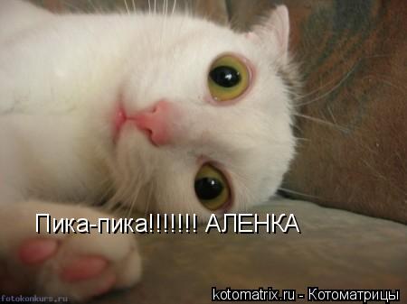 Котоматрица: Пика-пика!!!!!!! АЛЕНКА