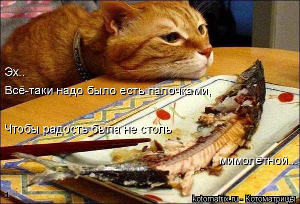 Эх.. Всё-таки надо было есть палочками, Чтобы радость была не столь мимолётной...... Котоматрица: Эх.. Всё-таки надо было есть палочками, Чтобы радость была не столь мимолётной...