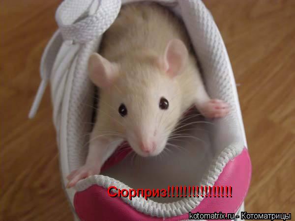 Сюрприз!!!!!!!!!!!!!!!!... Котоматрица: Сюрприз!!!!!!!!!!!!!!!!