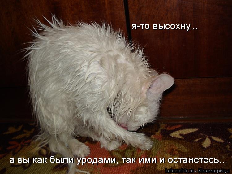 я-то высохну... а вы как были уродами, так ими и останетесь...... Котоматрица: я-то высохну... а вы как были уродами, так ими и останетесь...