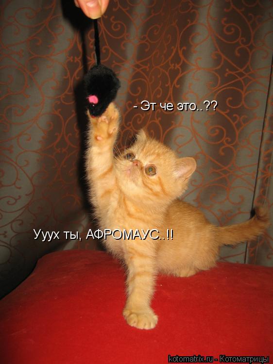 - Эт че это..?? Ууух ты, АФРОМАУС..!!... Котоматрица: - Эт че это..?? Ууух ты, АФРОМАУС..!!