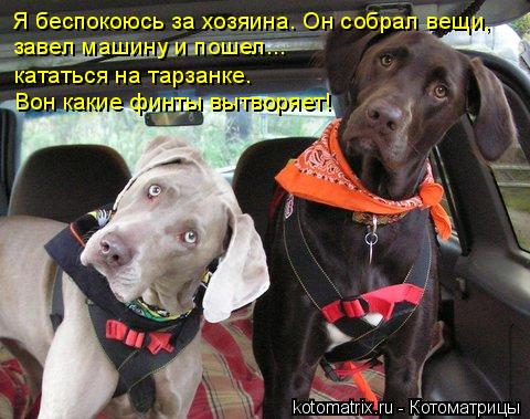 Я беспокоюсь за хозяина. Он собрал вещи, завел машину и пошел... кататься на тарзанке. Вон какие фин... Котоматрица: Я беспокоюсь за хозяина. Он собрал вещи, завел машину и пошел... кататься на тарзанке. Вон какие финты вытворяет!