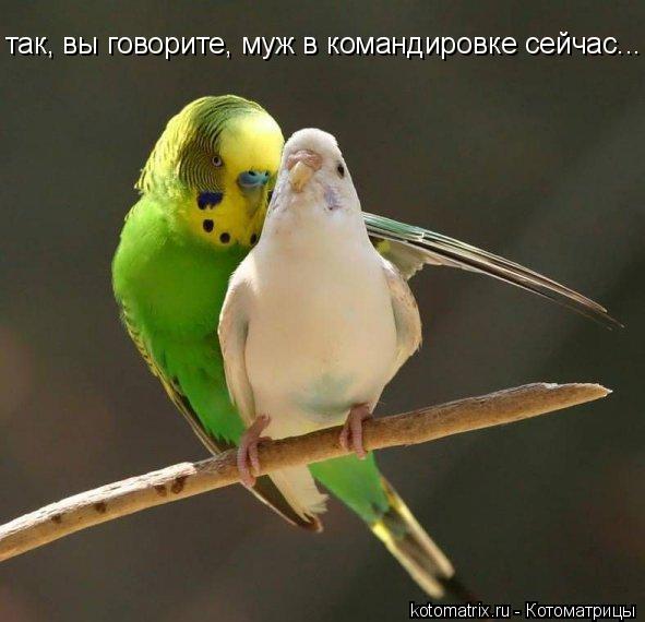 так, вы говорите, муж в командировке сейчас...... Котоматрица: так, вы говорите, муж в командировке сейчас...