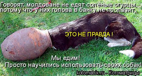 Говорят, молдоване не едят солёные огурцы, ЭТО НЕ ПРАВДА ! Мы едим! Просто научились использовать св... Котоматрица: Говорят, молдоване не едят солёные огурцы, ЭТО НЕ ПРАВДА ! Мы едим! Просто научились использовать своих собак! потому что у них голова в банк