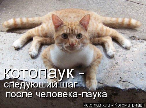 котопаук - следуюший шаг после человека-паука... Котоматрица: котопаук - следуюший шаг после человека-паука