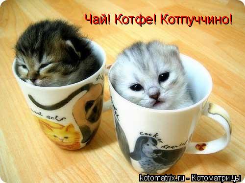 Чай! Котфе! Котпуччино!... Котоматрица: Чай! Котфе! Котпуччино!