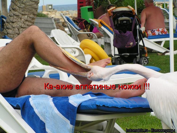 Ка-акие аппетиные ножки !!!... Котоматрица: Ка-акие аппетиные ножки !!!