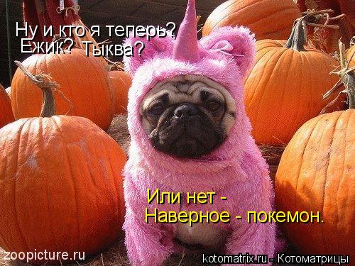 Ну и кто я теперь? Наверное - покемон. Ежик? Или нет - Тыква?... Котоматрица: Ну и кто я теперь? Наверное - покемон. Ежик? Или нет - Тыква?