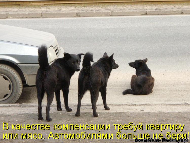 В качестве компенсации требуй квартиру или мясо. Автомобилями больше не бери!... Котоматрица: В качестве компенсации требуй квартиру или мясо. Автомобилями больше не бери!
