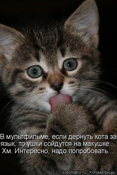 В мультфильме, если дернуть кота за язык, то ушки сойдутся на макушке... Хм. Интересно, надо попробов... Котоматрица: В мультфильме, если дернуть кота за язык, то ушки сойдутся на макушке... Хм. Интересно, надо попробовать...