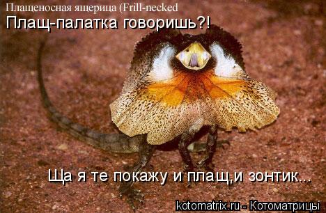 Плащ-палатка говоришь?! Ща я те покажу и плащ,и зонтик...... Котоматрица: Плащ-палатка говоришь?! Ща я те покажу и плащ,и зонтик...