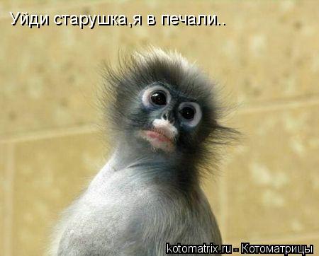 Уйди старушка,я в печали..... Котоматрица: Уйди старушка,я в печали..
