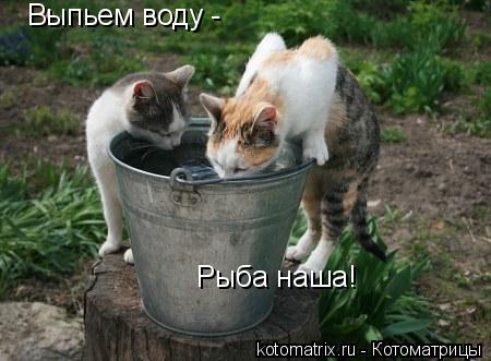 Выпьем воду - Рыба наша!... Котоматрица: Выпьем воду - Рыба наша!