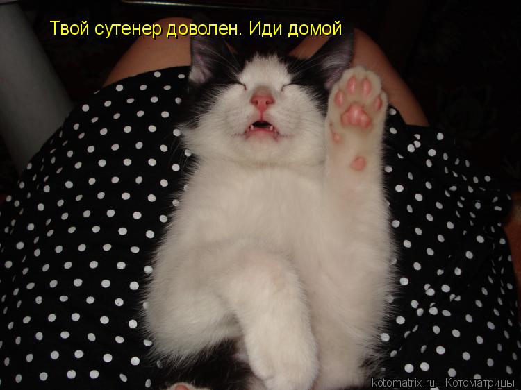 Твой сутенер доволен. Иди домой... Котоматрица: Твой сутенер доволен. Иди домой